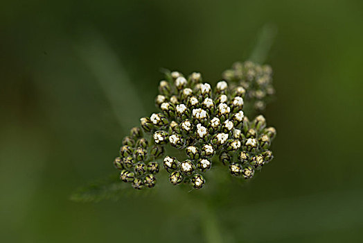 自然,花,绿色背景