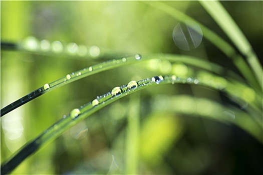 露珠,草地,雨