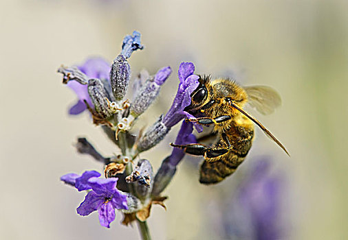 西部,蜜蜂,意大利蜂,花蜜,熏衣草,蜜蜂科,瑞士,欧洲