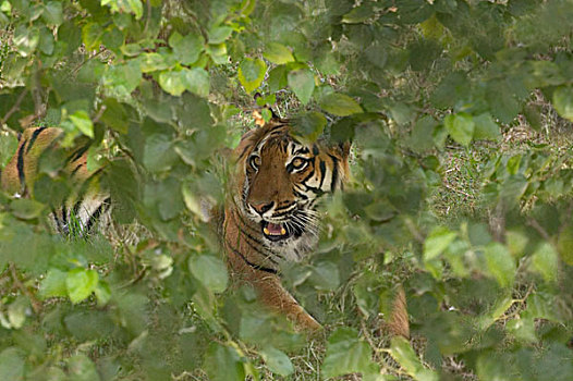 孟加拉虎,树林,伦滕波尔国家公园,拉贾斯坦邦,印度