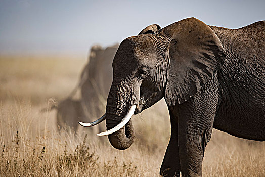 非洲大象099