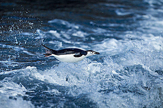 南极,南设得兰群岛,帽带企鹅,阿德利企鹅属,鼠海豚,游泳,海浪,欺骗岛