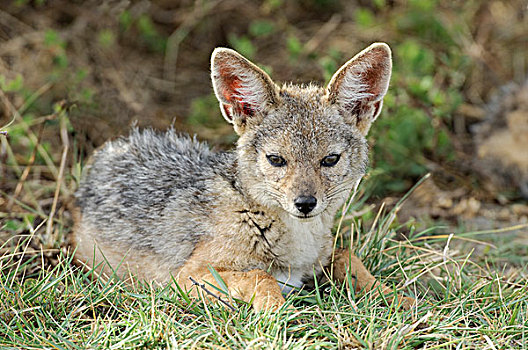 幼小,黑背狐狼,黑背豺,休息,看,草,恩格罗恩格罗,坦桑尼亚,非洲