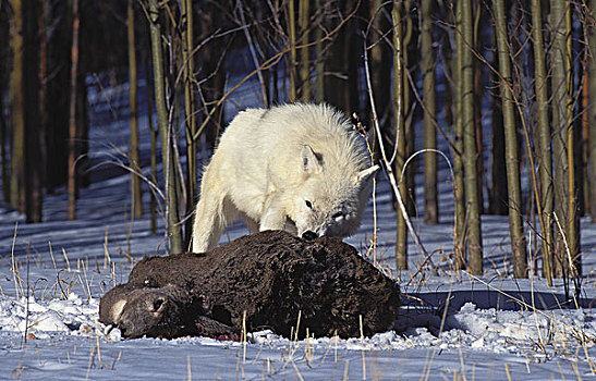 北极狼,狼,成年,杀,北美马鹿,雌性,阿拉斯加
