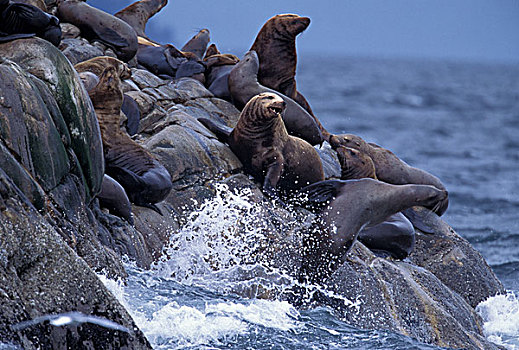 北美,美国,阿拉斯加,冰河湾国家公园,北海狮