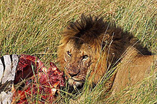 非洲狮,狮子,雄性,吃,斑马,杀,马赛马拉,公园,肯尼亚