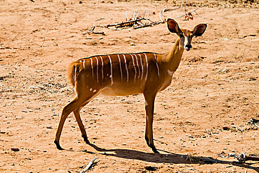 林羚,捻角羚,马纳池国家公园,津巴布韦,非洲