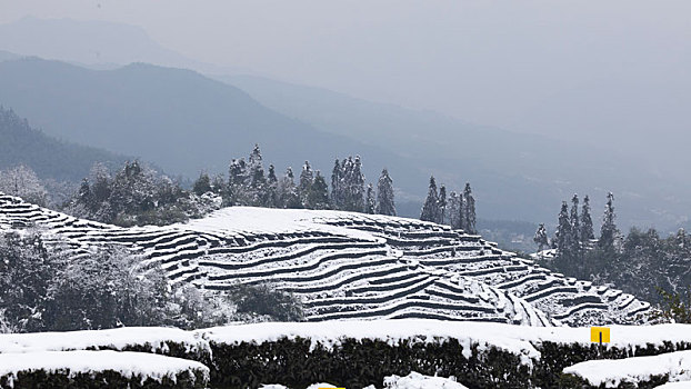 茶山风光