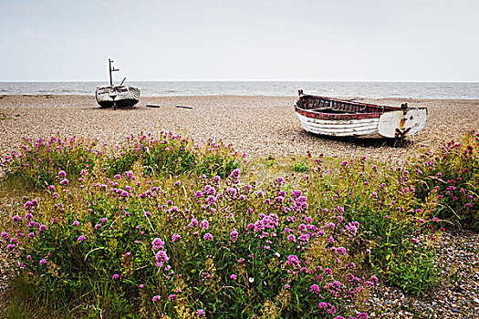 红色,缬草属植物,海滩,渔船,卧,中远