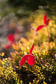 特写红,植物的,秋天,植被,岩石,岛,步道,阳光牧场,省立公园,英属哥伦比亚大学,加拿大