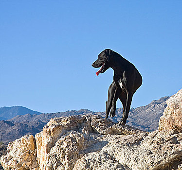 黑色,德国短毛指示犬,站立,上面,山,科罗拉多,荒芜,加利福尼亚