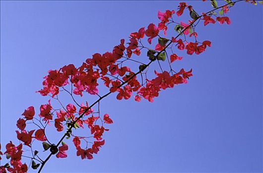 特写,叶子花属,枝条