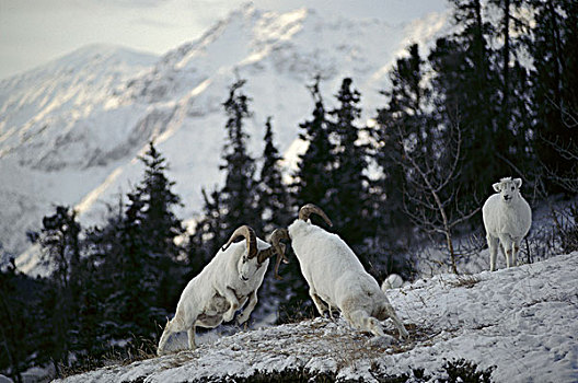 绵羊,白大角羊,头部,饲养,女性,布鲁克斯山,阿拉斯加