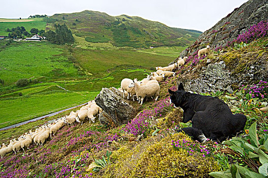 牲畜,博德牧羊犬,牧羊犬,看,上方,成群,骡子,石南花,遮盖,高沼地,绵羊,蓝色,公羊,山,母羊,威尔士,英国