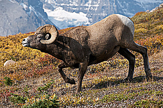 大角羊,公羊,展示,强势,动作,高山,山顶,碧玉国家公园,艾伯塔省,加拿大