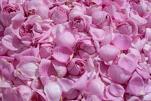 粉色,普罗旺斯,玫瑰,卷心菜,玫瑰花瓣,汇集,药用,使用,山谷,德国