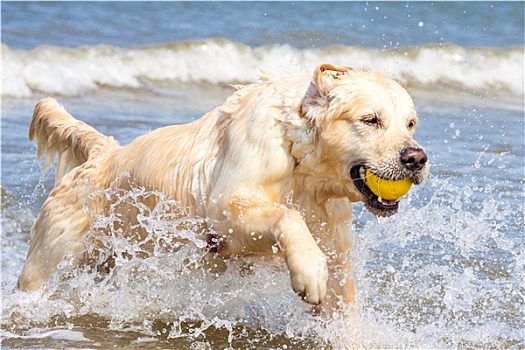 金毛猎犬,海岸