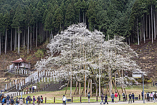 樱桃树,日本