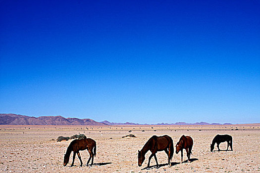 非洲,纳米比亚,纳米比诺克陆夫国家公园,牧群,野马,马,纳米布沙漠,郊区