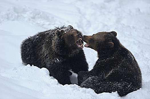 两个,棕熊,熊,雪中