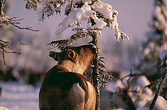 驯鹿,站立,雪中,特写