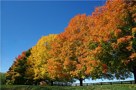 树,秋色