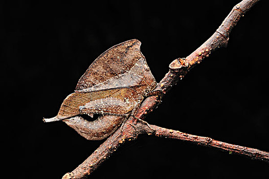 蝗虫,模仿,叶子,国家公园,婆罗洲,马来西亚