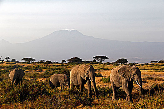 非洲,肯尼亚,安伯塞利国家公园,大象,山,乞力马扎罗山