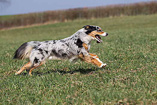 澳洲牧羊犬,跑,草地