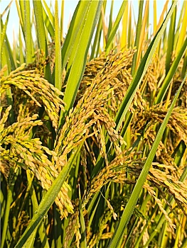 稻穗,露珠,优质稻米