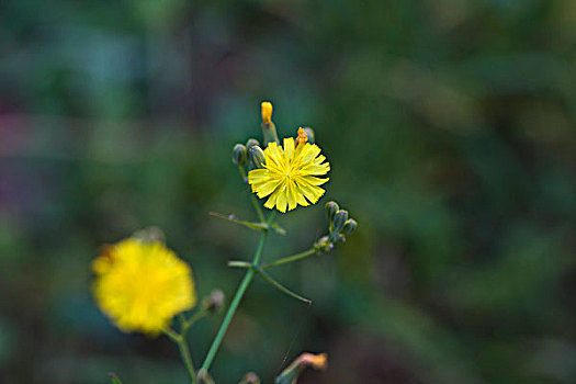 苦菜花