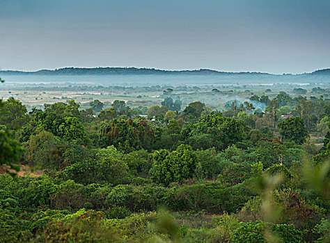 灌木,风景,晨雾,马达加斯加,非洲