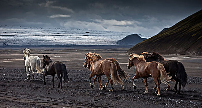 牧群,冰岛马,黑色背景,沙,冰岛