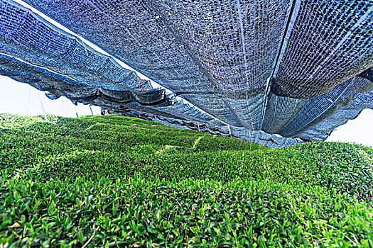遮篷,悬挂,上方,茶叶,芽,茶园,绿茶,京都府,日本