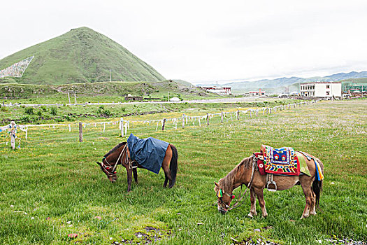 四川甘孜塔公草原景色美