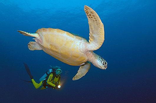 潜水,绿海龟,龟类,阿里环礁,马尔代夫,亚洲