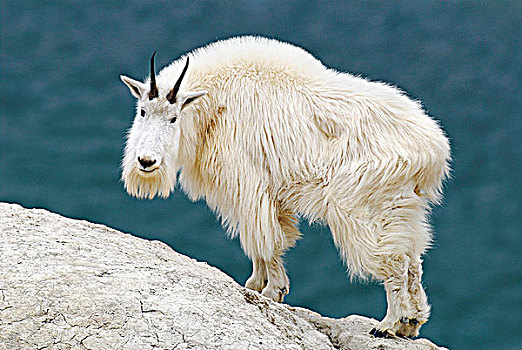 白色,石山羊,站立,看,俯视,地形,矿物质,舔,碧玉国家公园,艾伯塔省,加拿大
