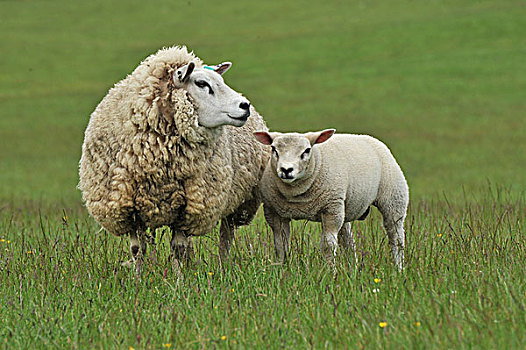 生活,绵羊,母羊,羊羔,站立,草场,边界,苏格兰,英国,欧洲