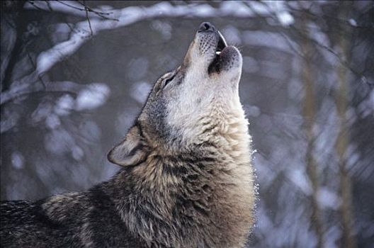 叫喊,狼,哺乳动物,德国,欧洲,动物