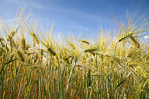 大麦,大麦芽,穗,地点,北莱茵威斯特伐利亚,德国,欧洲