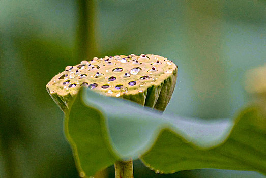 重庆酉阳,雨后荷花更靓丽