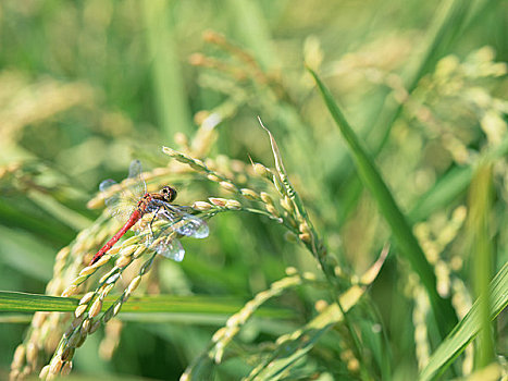 蜻蜓,耳,稻米