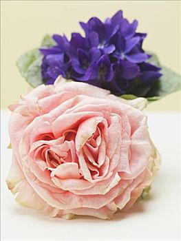 粉红玫瑰,正面,花,紫罗兰