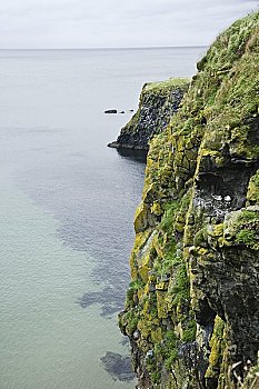 海鸥,崖面,北爱尔兰