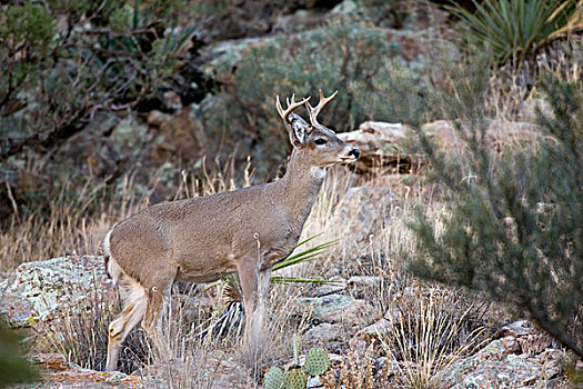 白尾鹿,公鹿,亚利桑那州南部