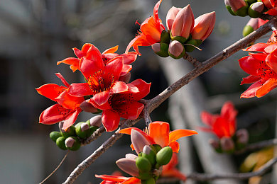 木棉花圖片_木棉花高清圖片_全景視覺