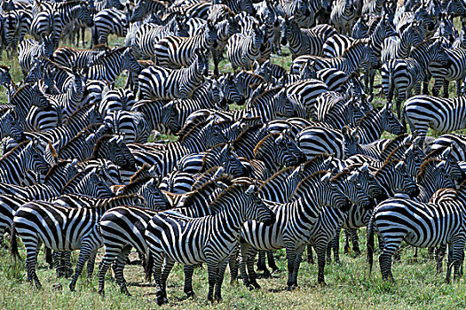 肯尼亚,马塞马拉野生动物保护区,大,牧群,斑马,马拉河