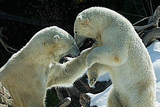 北极熊,一对,争斗,北美