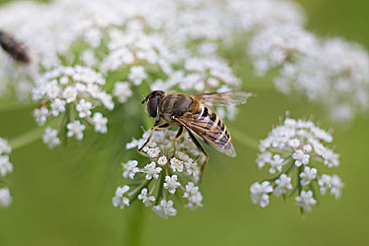 蜜蜂采食微距特写