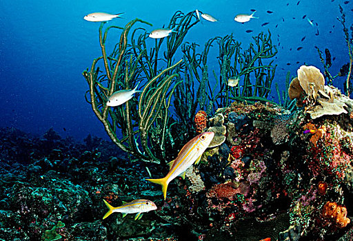 珊瑚礁,彩色,鱼,伯利兹,加勒比海,中美洲
